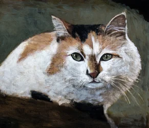 Chat calico vigilant