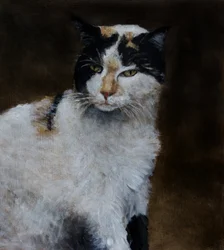 Chat calico vigilant