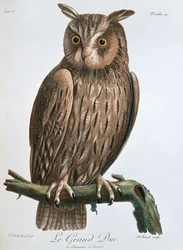 Le Grand Duc, Hibou grand-duc, 1799-1808