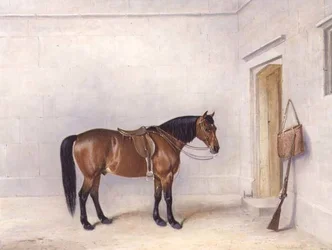 Poney de chasse sellé
