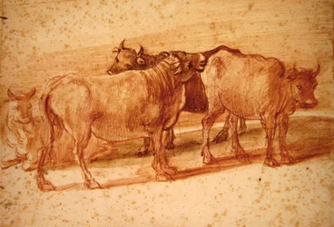 Vaches