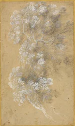Croquis du feuillage et des branches