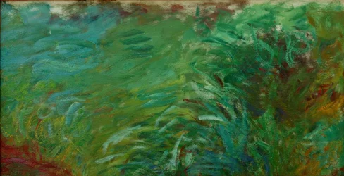 Herbes aquatiques