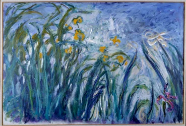 Iris