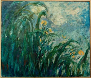 Les Iris jaunes