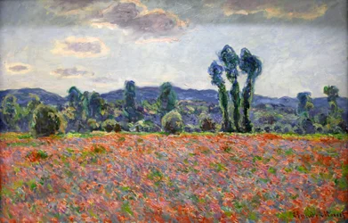 Champ de coquelicots