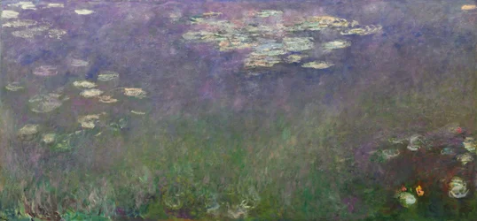 Nymphéas (Agapanthus)