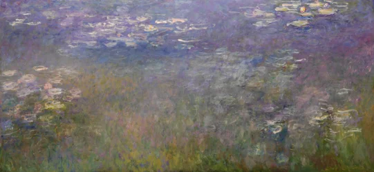 Nymphéas (Agapanthus)