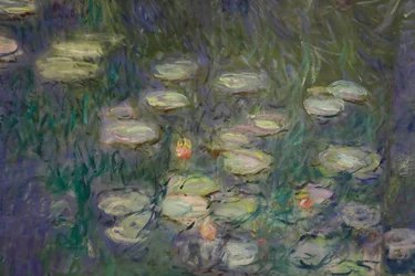 Nymphéas