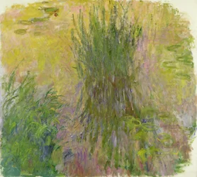 Nénuphars