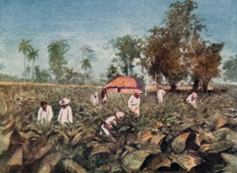 Plantation de tabac, Cuba