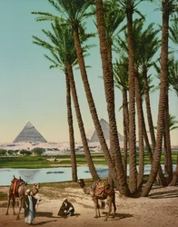 Palmiers, Bédouins et Pyramides, Le Caire, Égypte