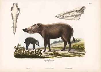 Porc barbu avec jeunes et vues du crâne