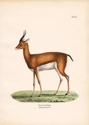 Gazelle de Bennett vue de profil