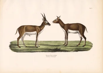 Antilopes Blackbuck