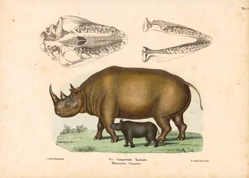 Rhinocéros de Campeur avec représentation du veau et du crâne