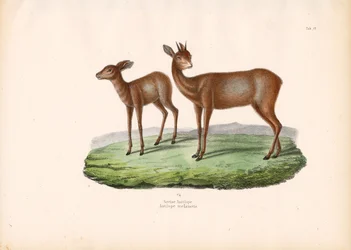 Grysbok du Cap