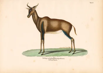 Antilope à cornes croissantes ou Topi
