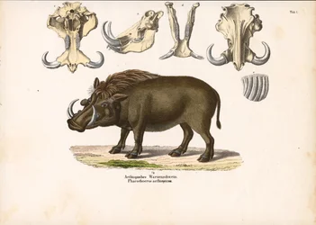 Phacochère éthiopien avec anatomie du crâne