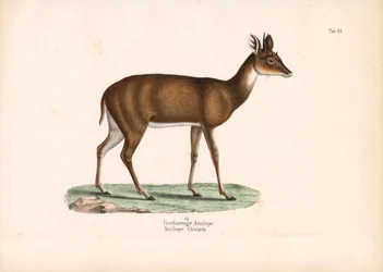 Antilope à quatre cornes
