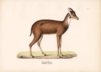 Antilope Goral de profil