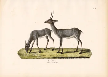 Rhebok gris