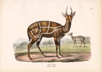 Antilope attelée avec jeune