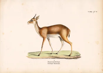 Profil de l