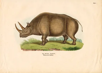 Rhinocéros indien