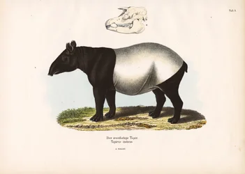 Tapir malais