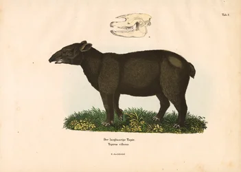 Tapir de montagne