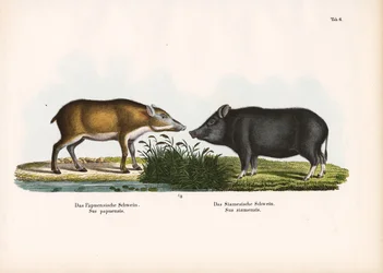 Cochon papou et cochon siamois