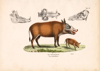 Porc de la rivière Rouge avec vue du juvénile et du crâne