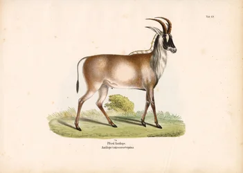 Antilope de Roan