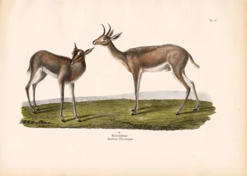Fuligule milouinan