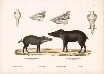 Cochon de Timor et cochon des Célèbes avec vue sur le crâne