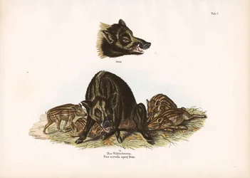Sanglier avec porcelets