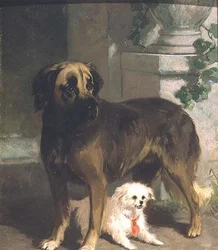 Un mâtin et un bichon