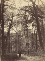 Scène de forêt, v. 1865 (photo)