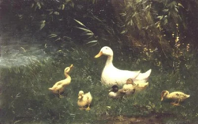 Canards