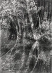 Ruisseau de la forêt ombragée