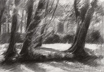 Sentier forestier paisible