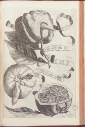 Orange Cornue, planche 409 de "Hesperides sive de Malorum Aureorum Cultura et Usu Libri Quatuor" par Giovanni Battista Ferrari, 1646