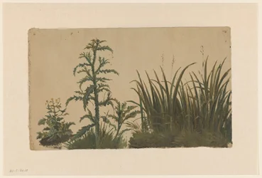 Chardon et roseau