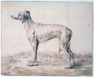 Lévrier, 1644