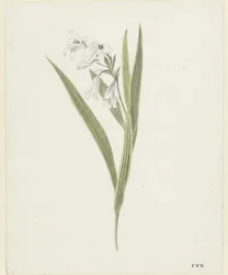 Freesia