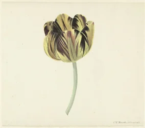 Tulipe appelée Bizard Rosette