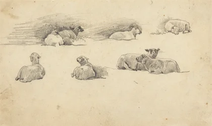 Étude de moutons