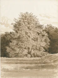 Wrottesley Hall - Le bosquet