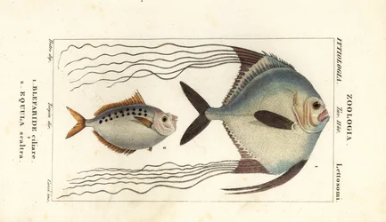 Carangue africaine, Alectis ciliaris, Blepharis ciliaris, Blefaride ciliare 1 et poisson-poney, Poulain ruse, Leiognathus equulus 2